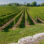 Photo d'un viticole 