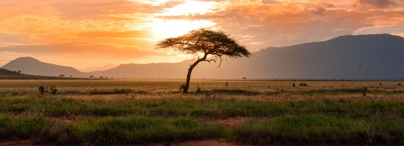 Photo arbre savane coucher du soleil