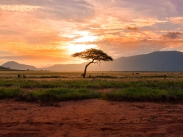 Photo arbre savane coucher du soleil
